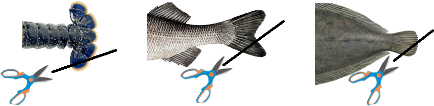 marquagePoisson